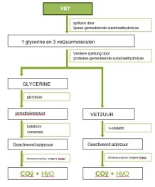 werking vetafscheider